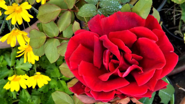 Rosa Rossa Damasco